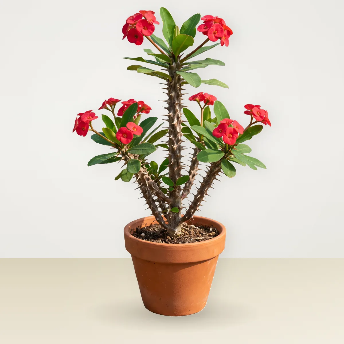 نبات المسيح