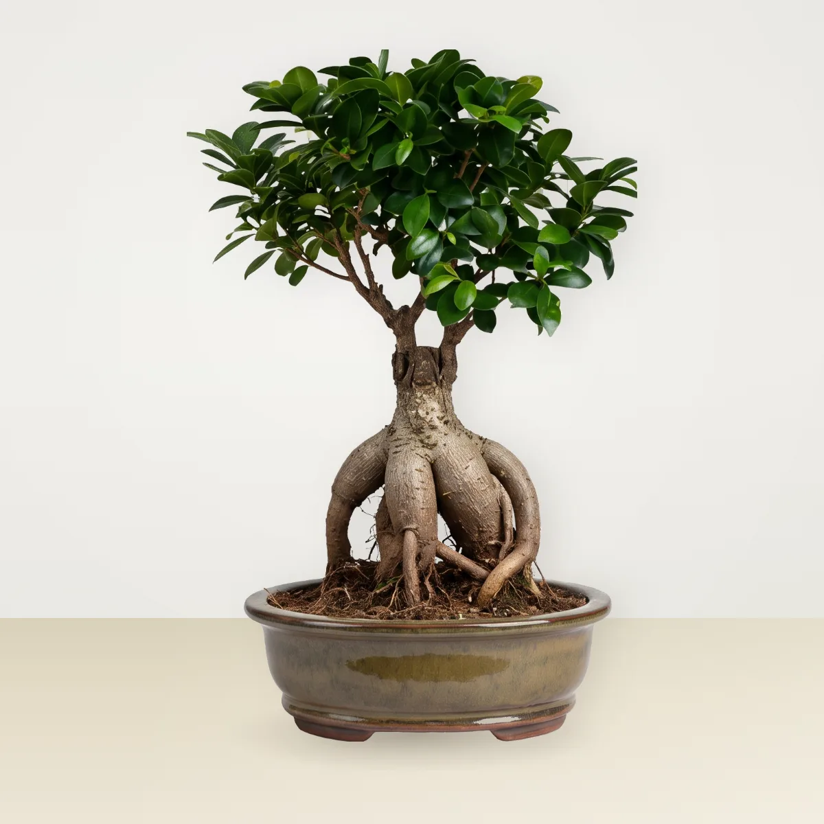 Bonsai Ficus Ginseng