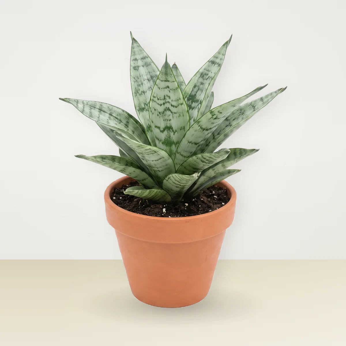 Tiger skin silver (Sansevieria)