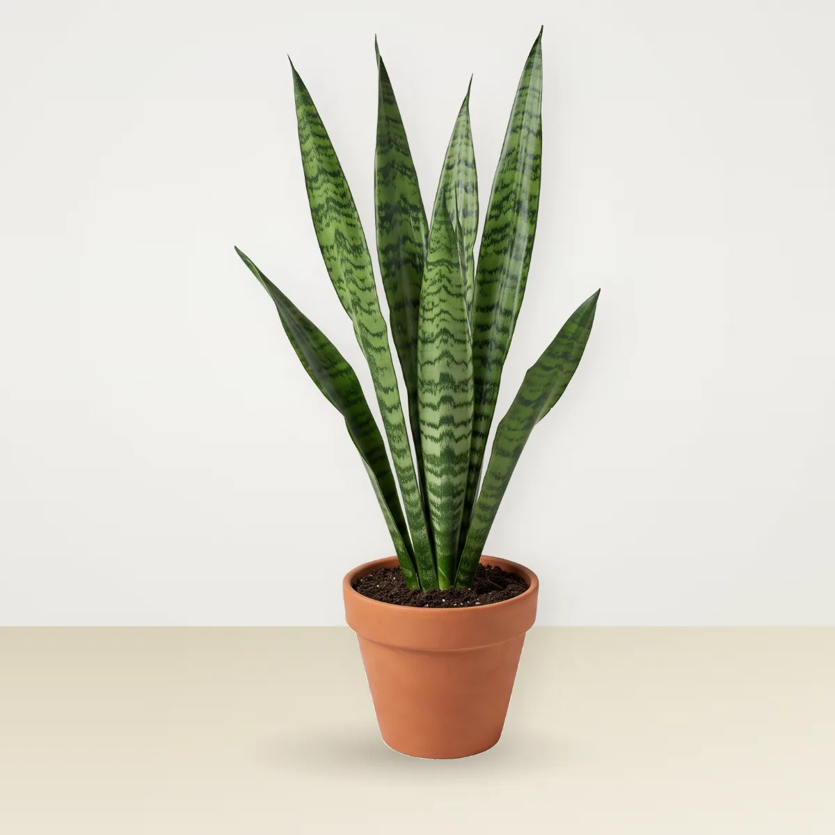 Tiger skin green stripes (Sansevieria)