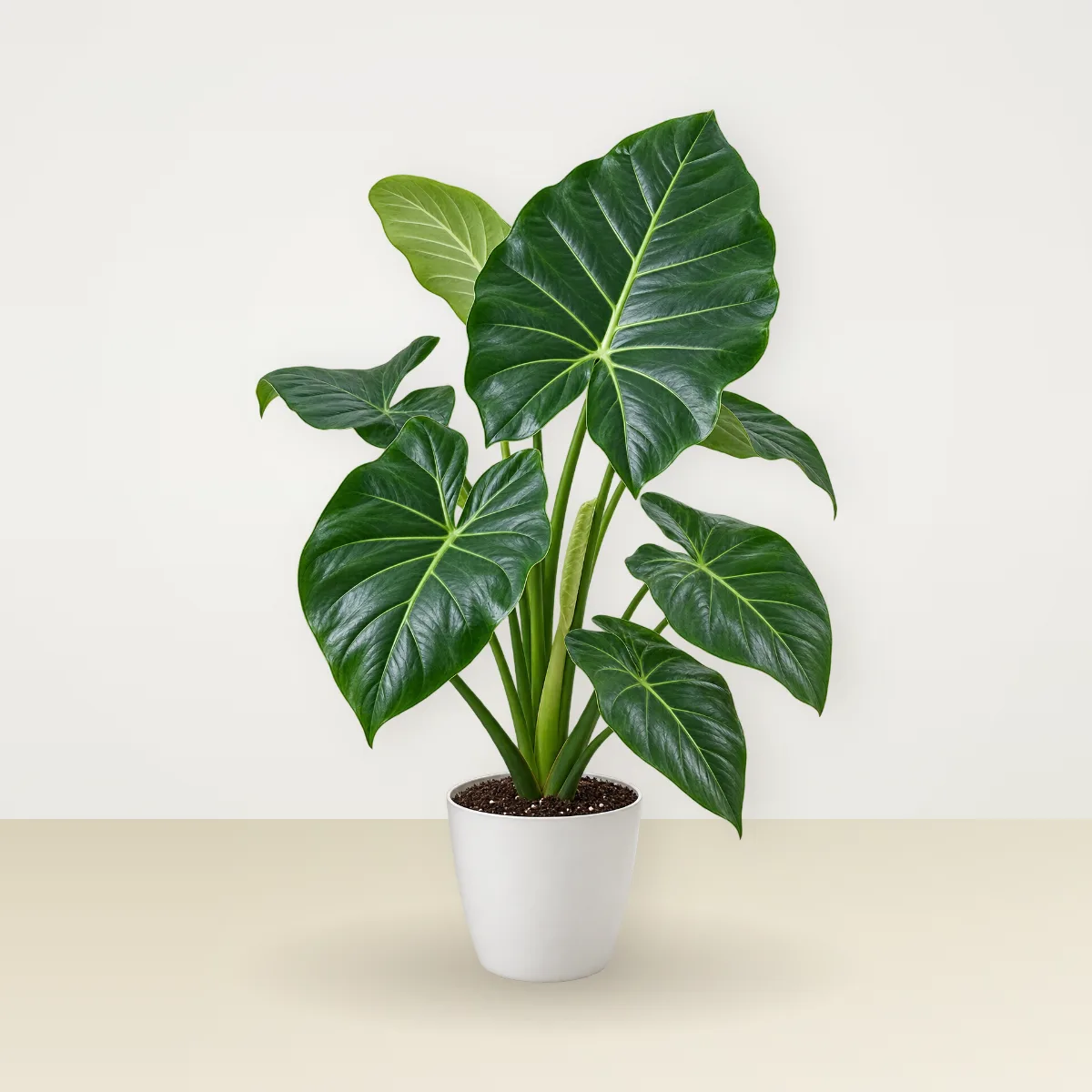 Alocasia Elephant Ear
