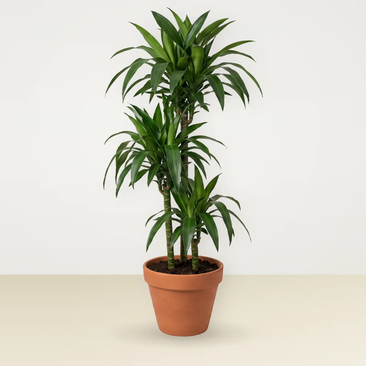 Dracaena Lisa cane