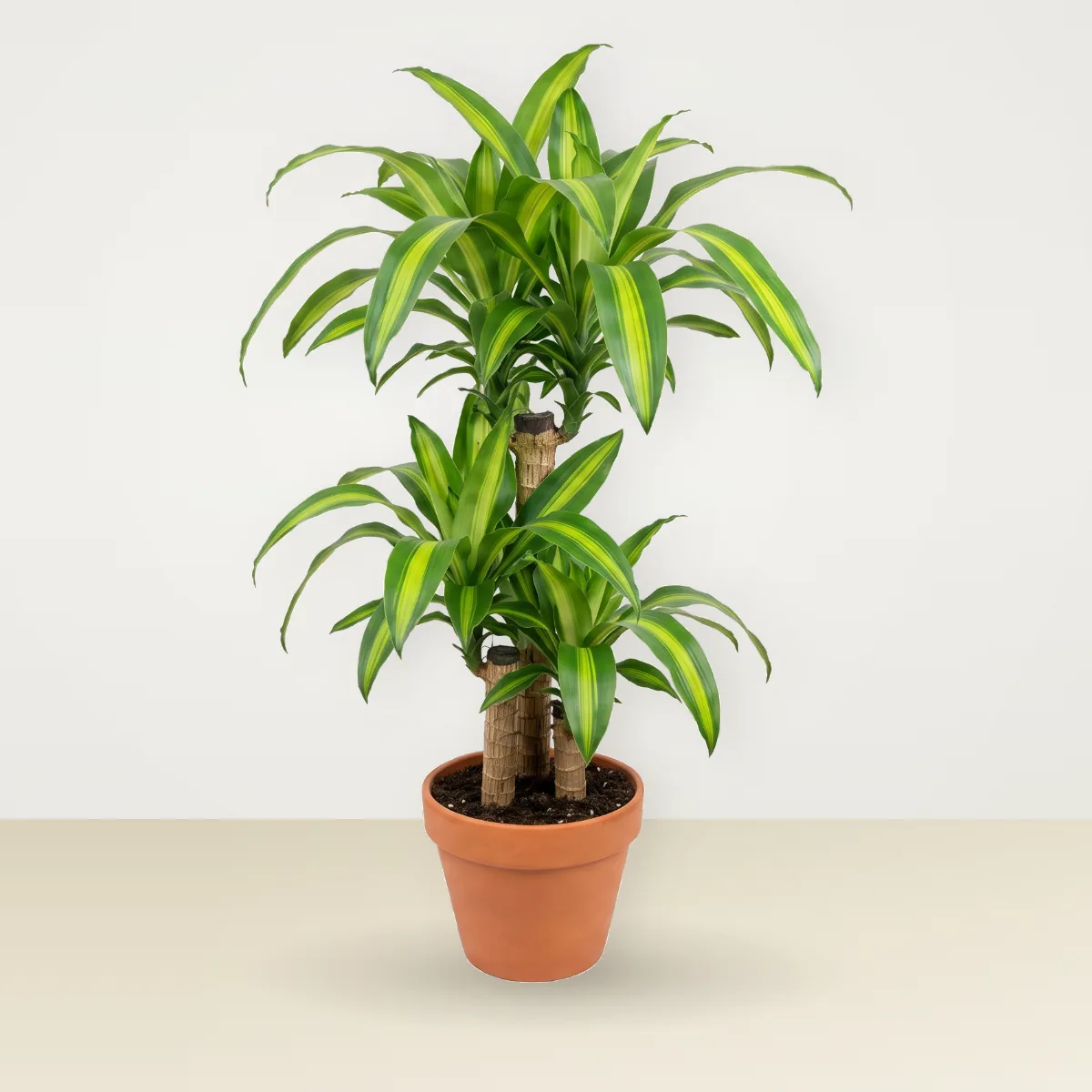 Dracaena fragans