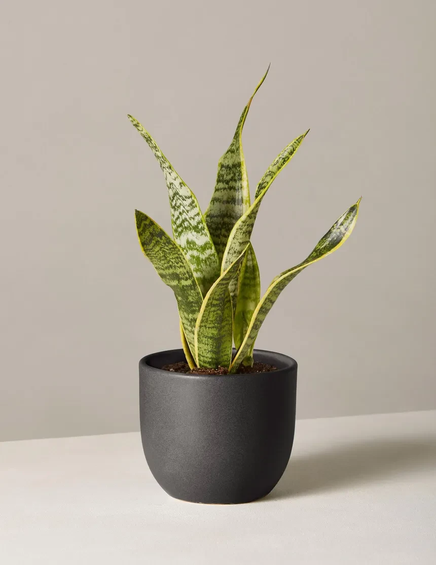 Tiger skin Yellow stripes (Sansevieria)
