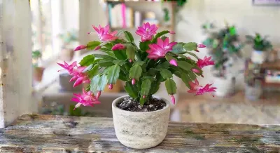 صبارالكريسماس العقرب